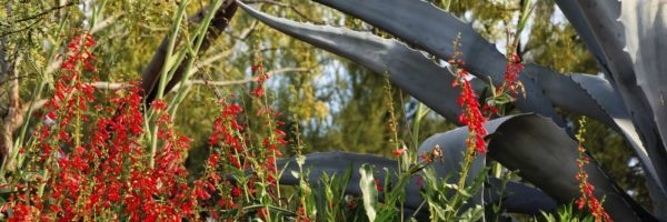 Buckeye HOA management - City Property Management